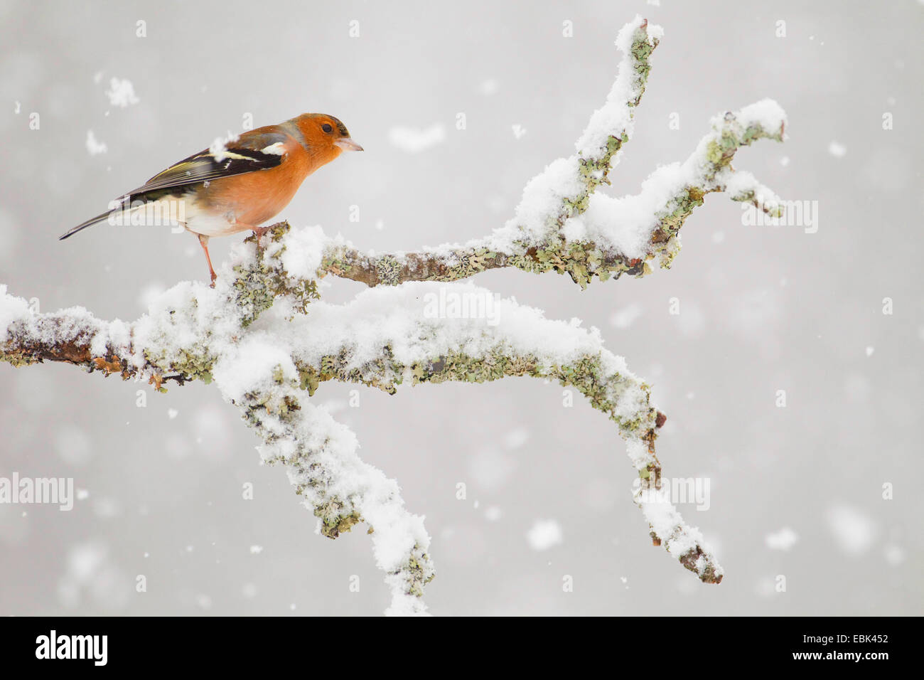 chaffinch (Fringilla coelebs), male sitting on a twig in snow flurry, United Kingdom, Scotland, Cairngorms National Park, Glenfeshie Stock Photo