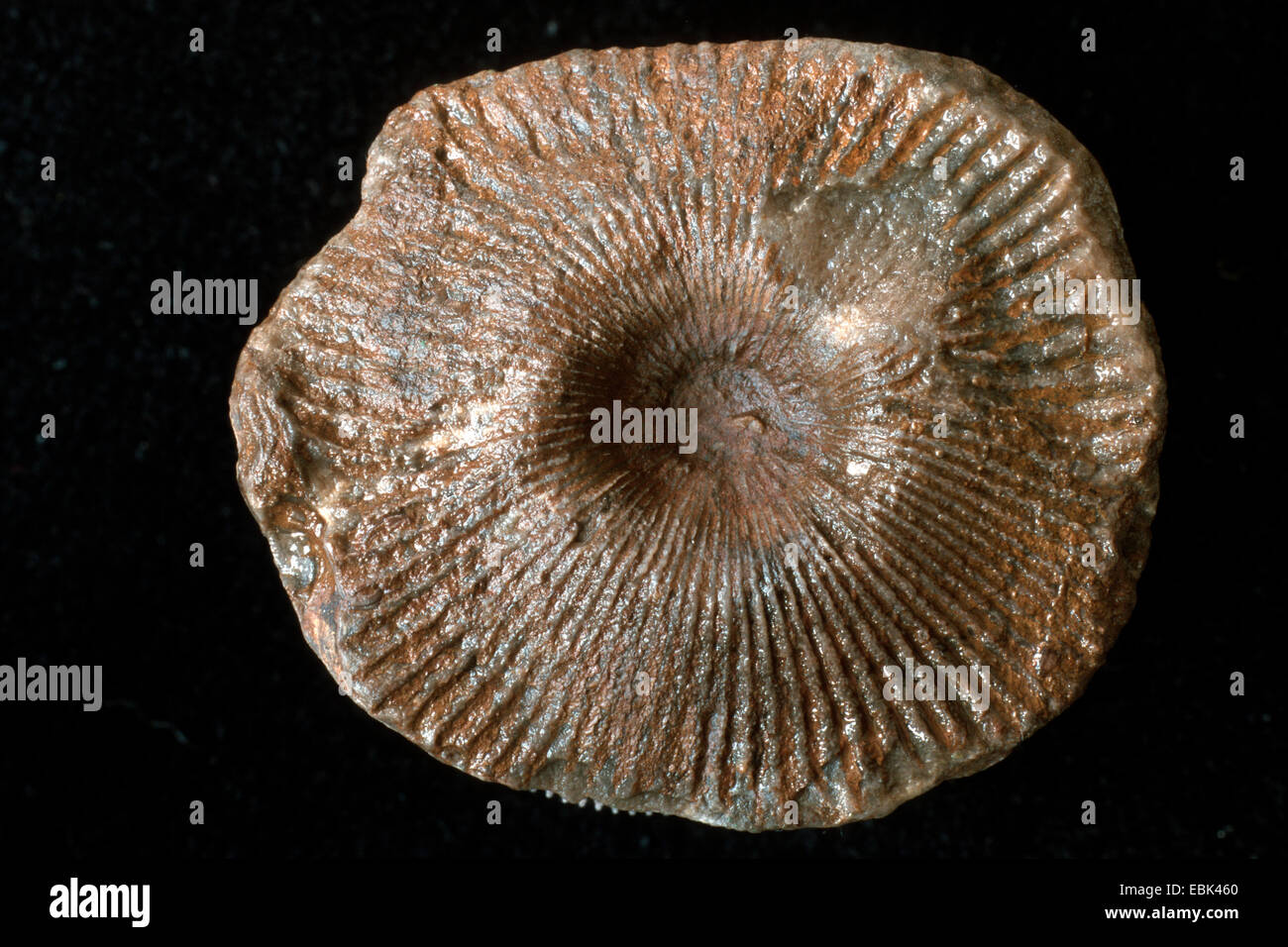 coral (Cyathophyllum, Helianthoides), fossilized coral, Eifel, Germany Stock Photo