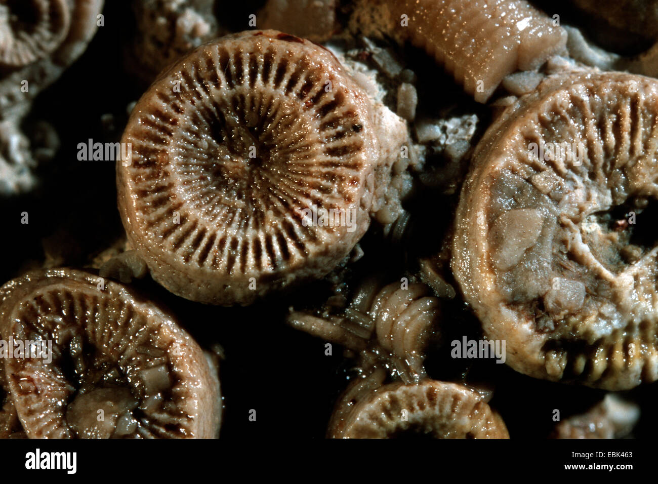 coral (Cyathophyllum spec.), fossilized coral, Eifel, Germany Stock Photo