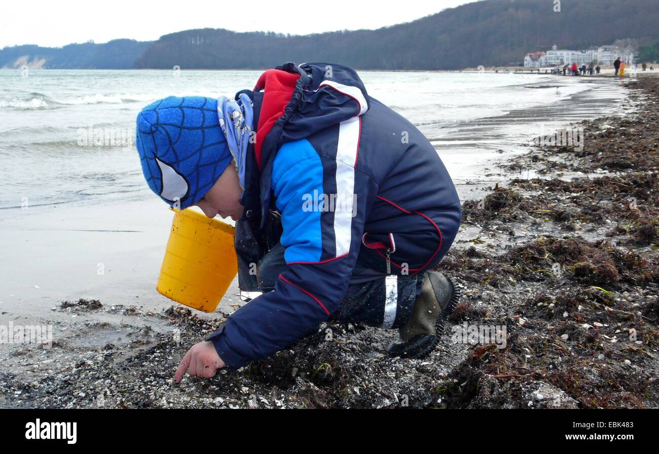 little boy at the sand beach looking for amber among stranded slush, algae and seashells, Germany, Mecklenburg-Western Pomerania, Ruegen, Binz Stock Photo