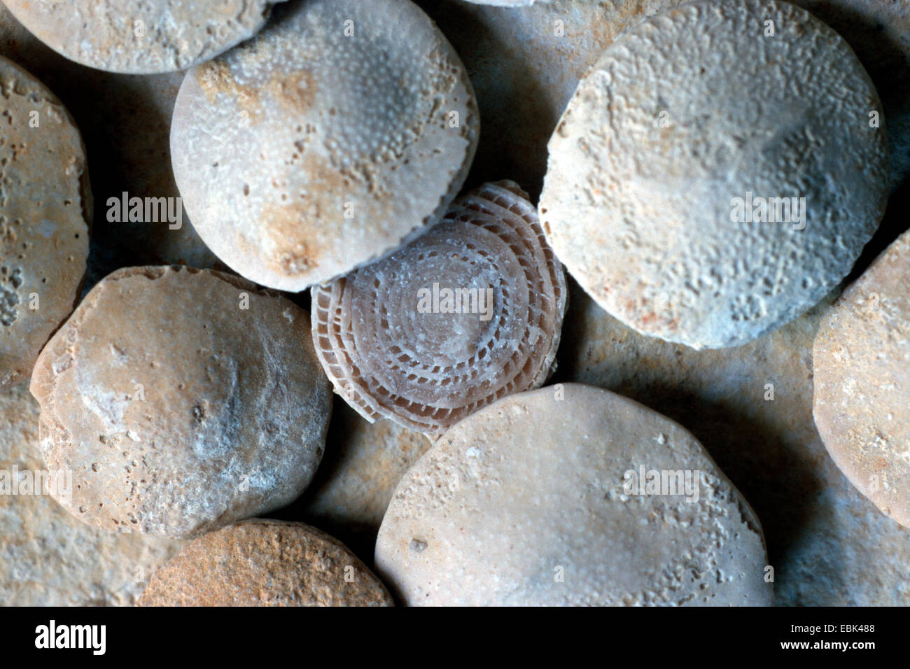 foraminiferans, forams (Nummulites laevigata), from eocene, Switzerland, Ribecourt Stock Photo