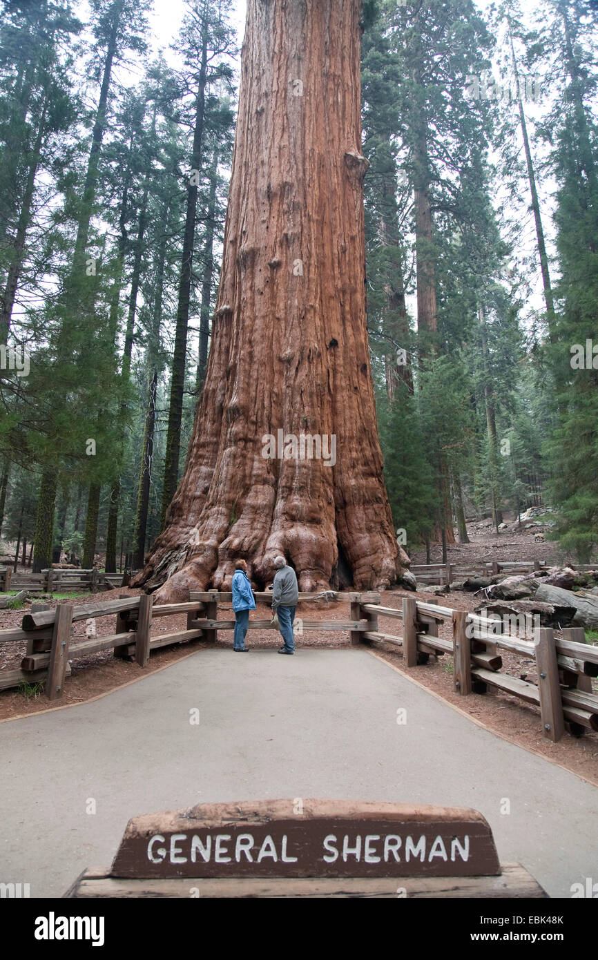 giant sequoia, giant redwood (Sequoiadendron giganteum), General Sherman Tree, the biggest trees of the world, USA, California, Sequoia NP Stock Photo