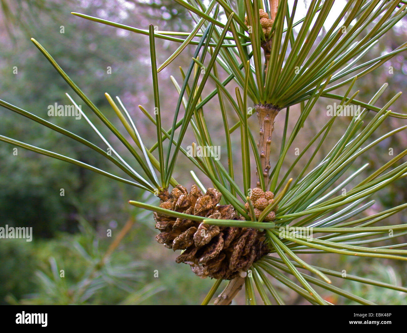umbrella pine (Sciadopitys verticillata), proliferated cone Stock Photo