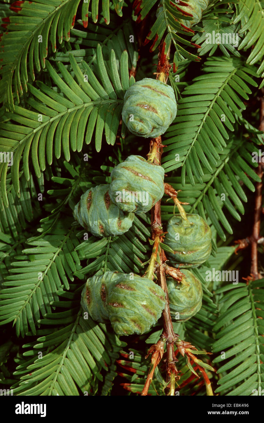 metasequoia glyptostroboides cone metasequoia glyptostroboides cone