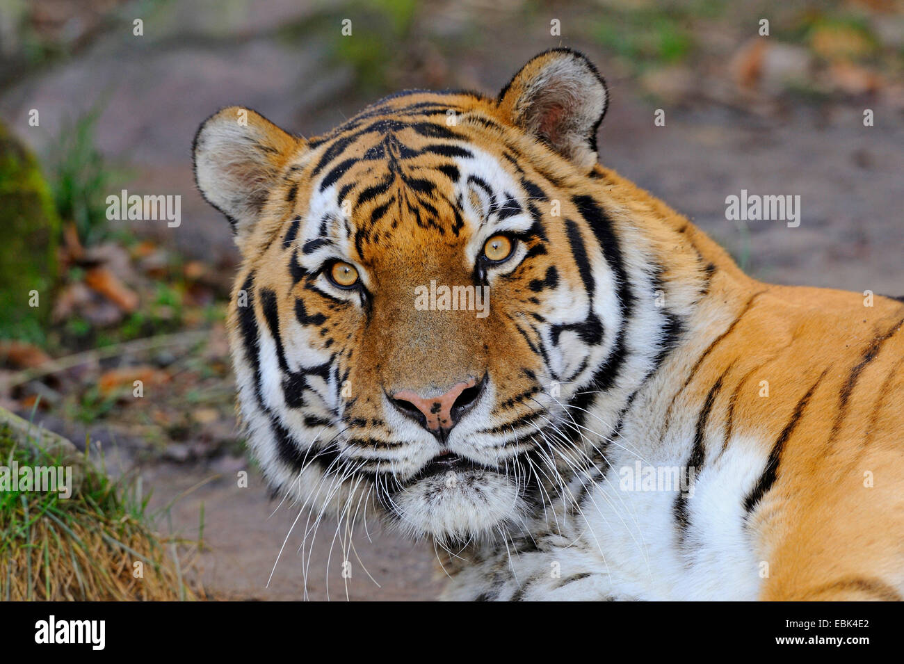 Siberian tiger, Amurian tiger (Panthera tigris altaica), portrait Stock Photo
