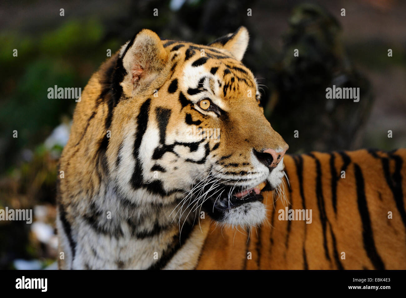 Siberian tiger, Amurian tiger (Panthera tigris altaica), portait Stock Photo