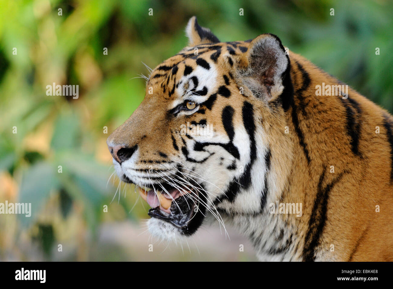 Siberian tiger, Amurian tiger (Panthera tigris altaica), portait Stock Photo