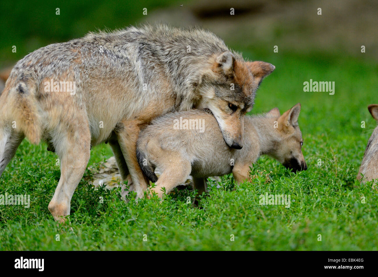 timber wolf (Canis lupus lycaon), with puppy in mouth Stock Photo