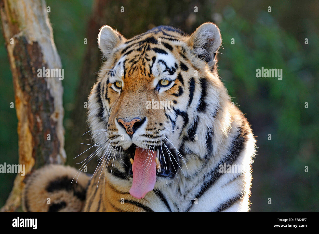 Yawning tiger bored tiger hi-res stock photography and images - Alamy