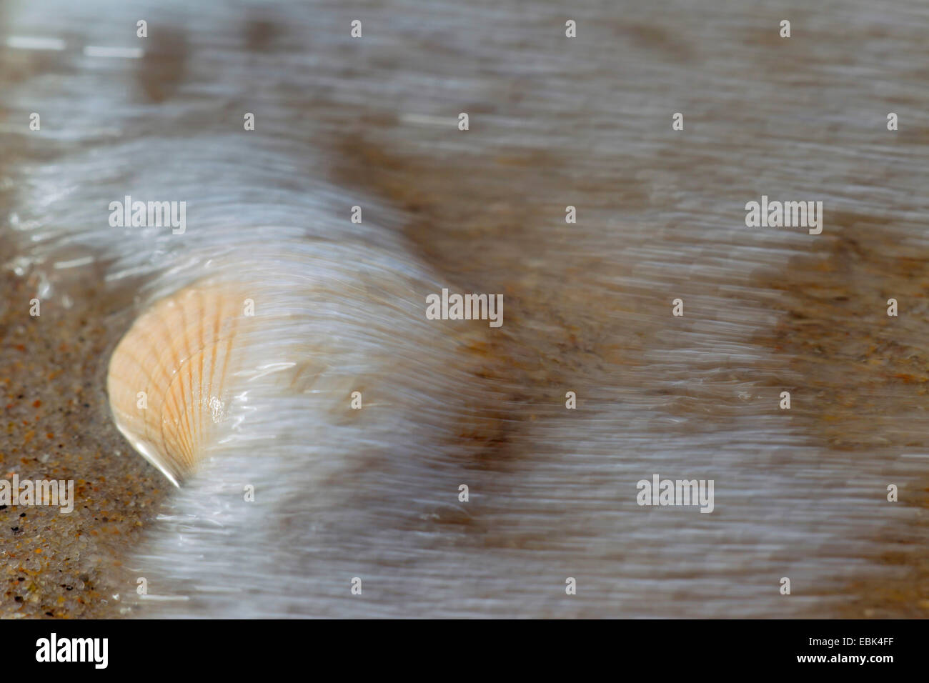 common cockle, common European cockle, edible cockle (Cerastoderma edule, Cardium edule), at drift line at the North Sea, Denmark, Jylland Stock Photo