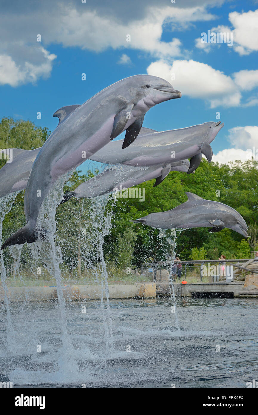 Bottlenosed dolphin, Common bottle-nosed dolphin (Tursiops truncatus), group jumping out of the water Stock Photo