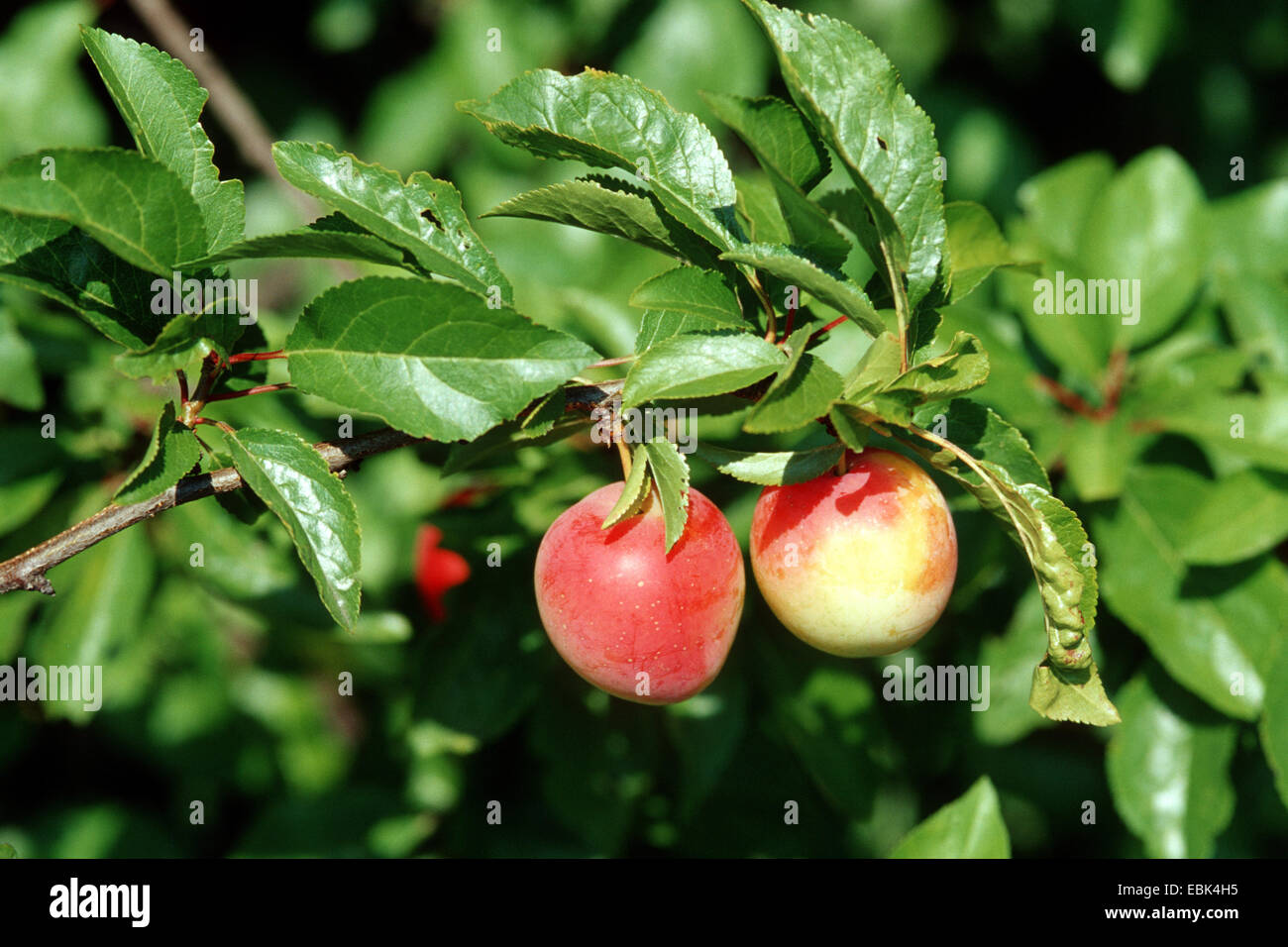 cherry plum, Myrobalan plum (Prunus cerasifera), fruits on a branch Stock Photo