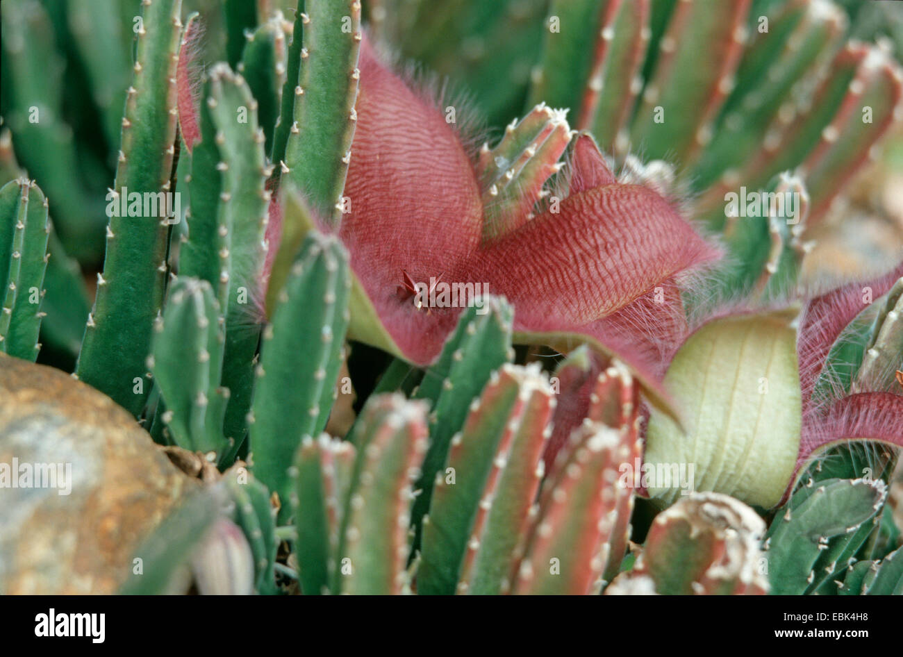Stapelia grandiflora (Stapelia grandiflora), blooming Stock Photo - Alamy