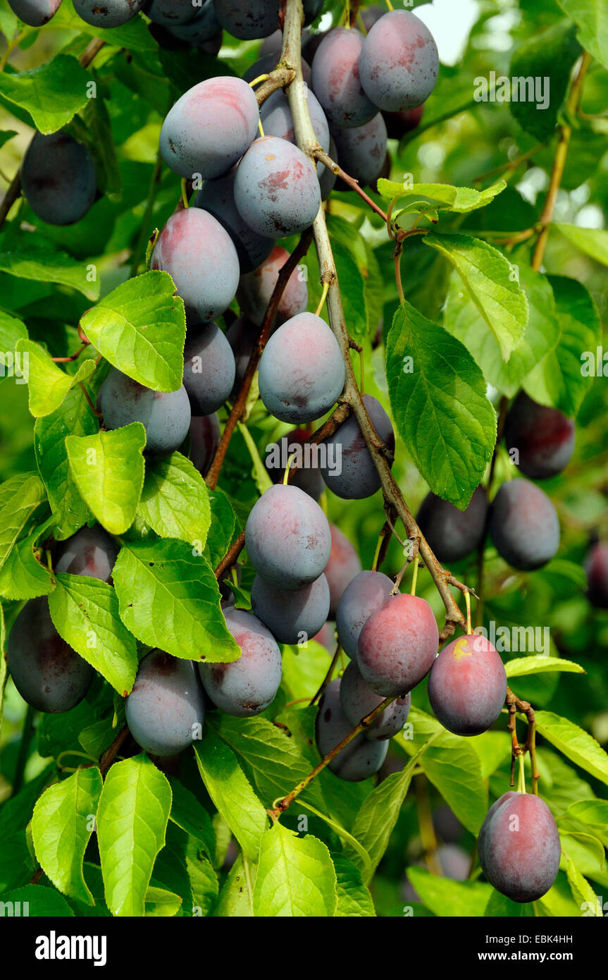 European plum (Prunus domestica), plums on a tree, Germany Stock Photo