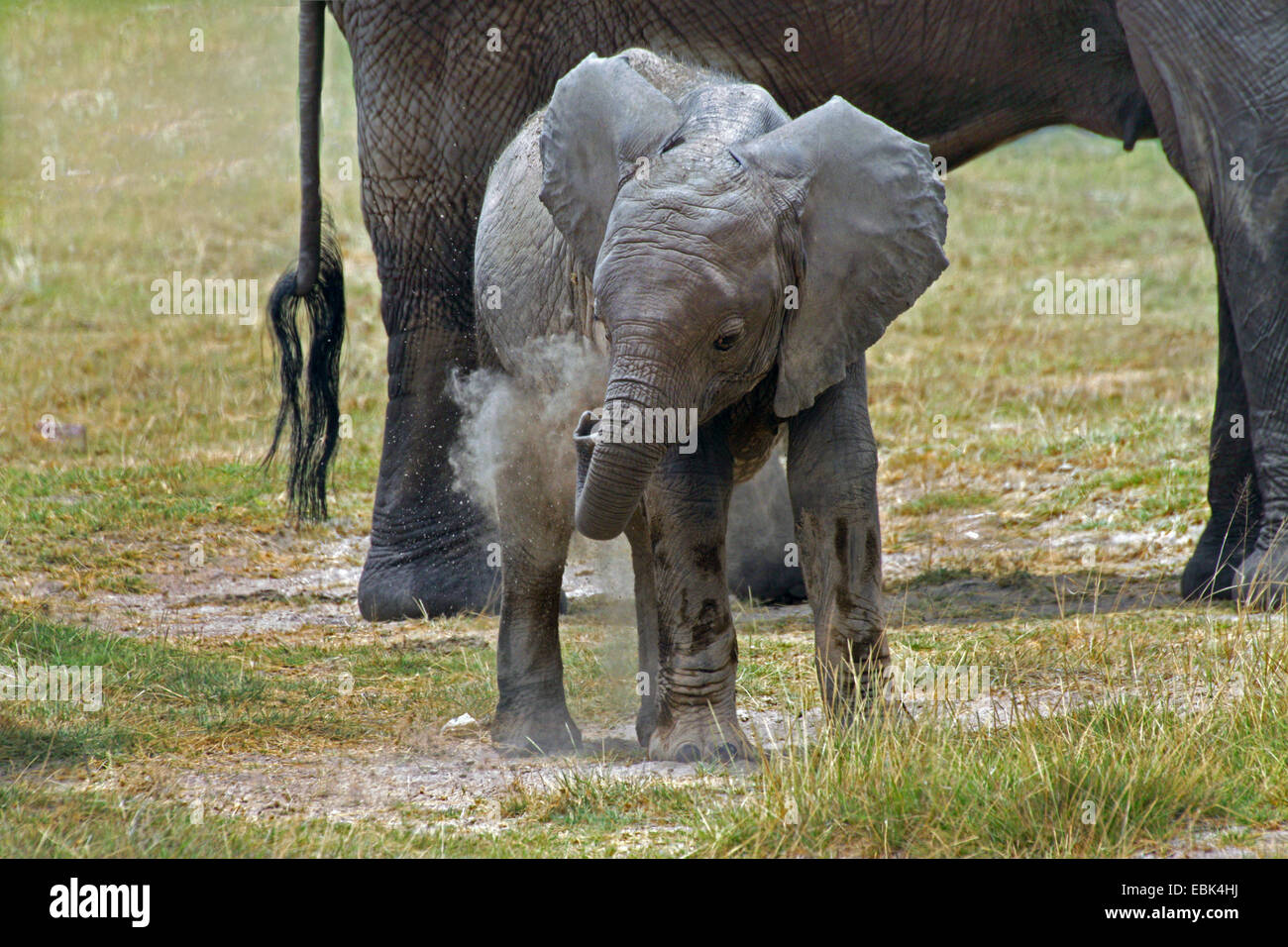 African elephant (Loxodonta africana), baby elephant dust bathing, Kenya, Amboseli National Park Stock Photo