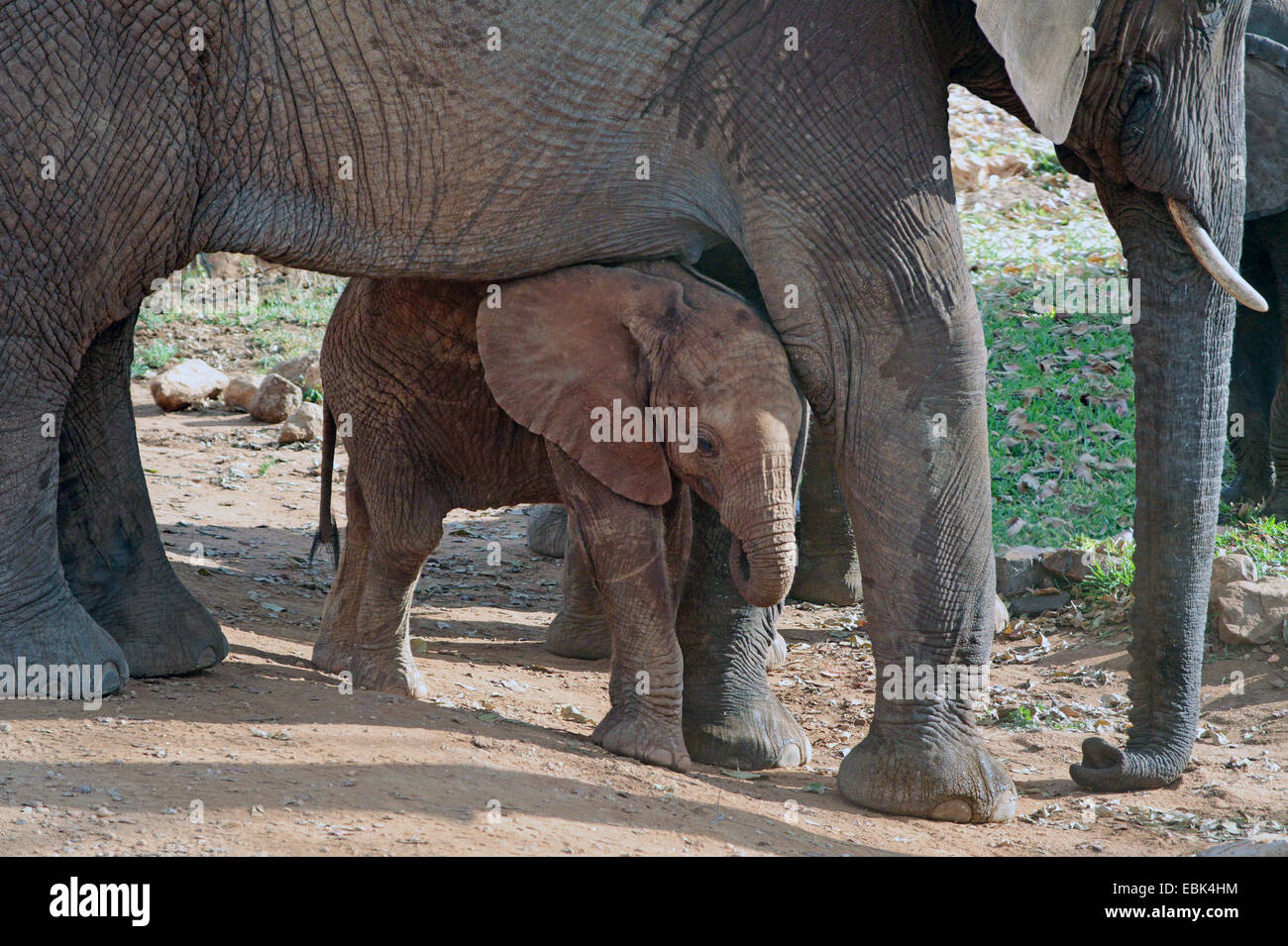 African elephant (Loxodonta africana), baby elephant taking shelter between the legs of its mother, Kenya, Amboseli National Park Stock Photo