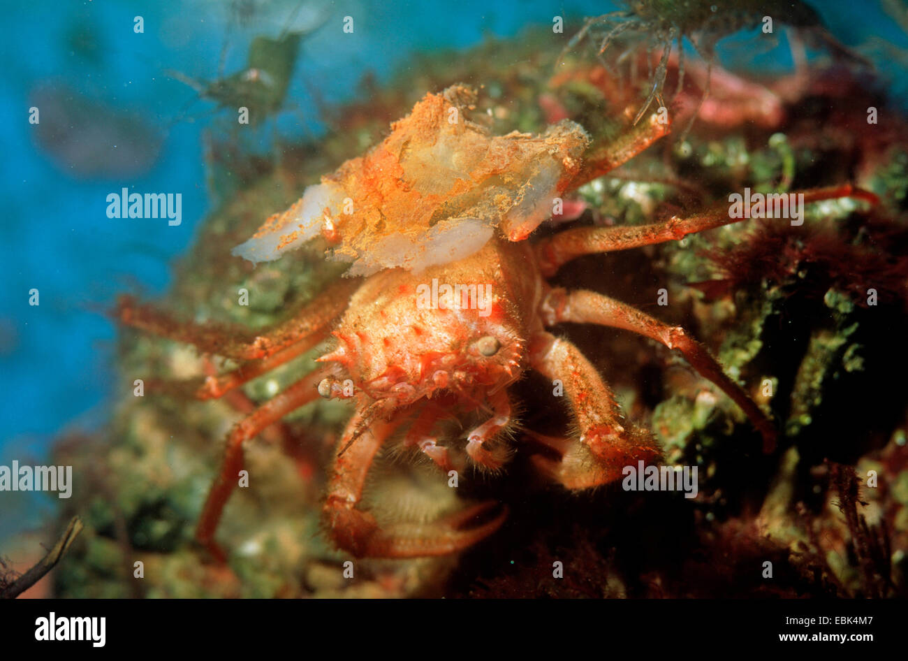 Crab demon hires stock photography and images Alamy