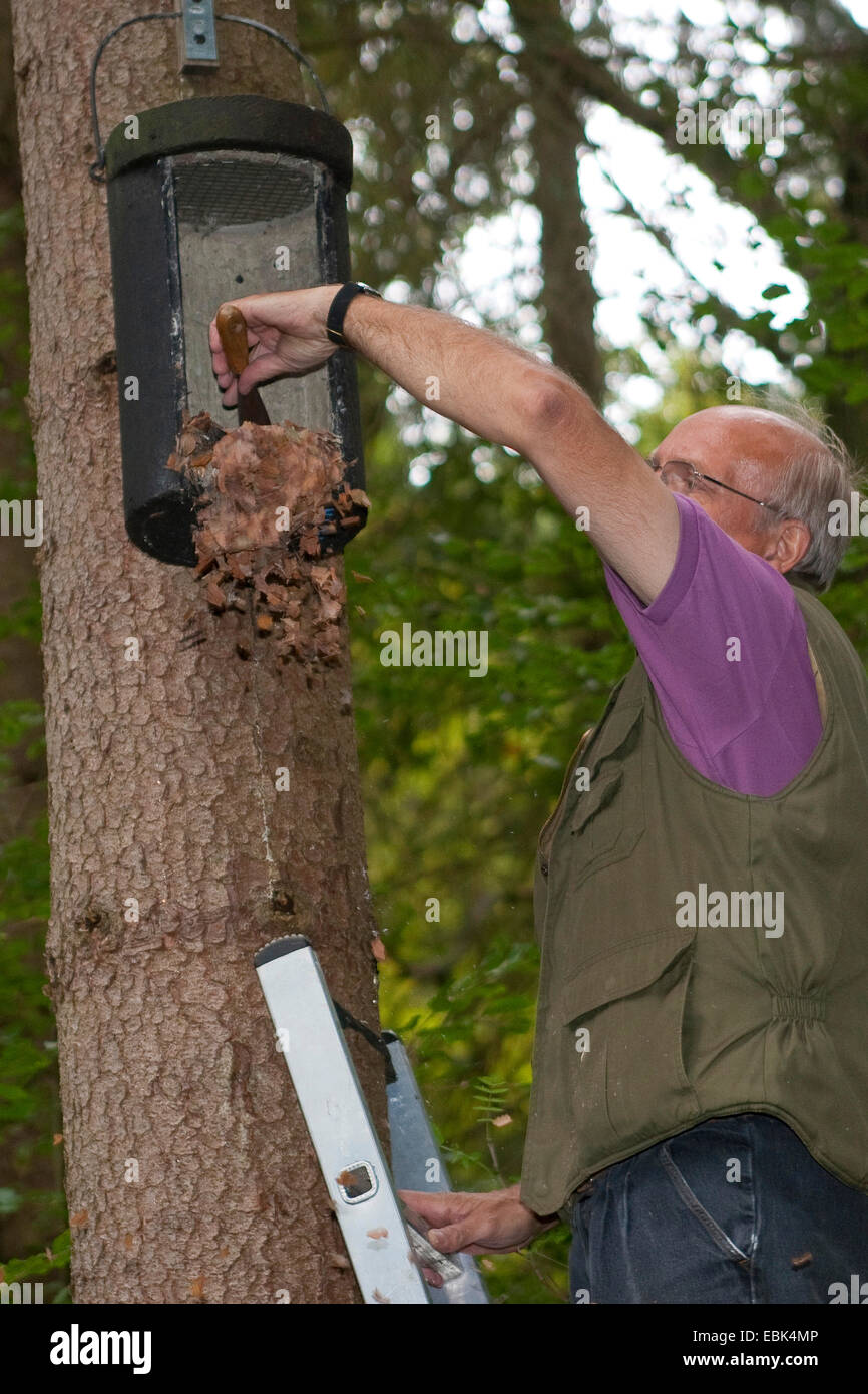 conservationist controlling and cleaning a batbox, Germany Stock Photo