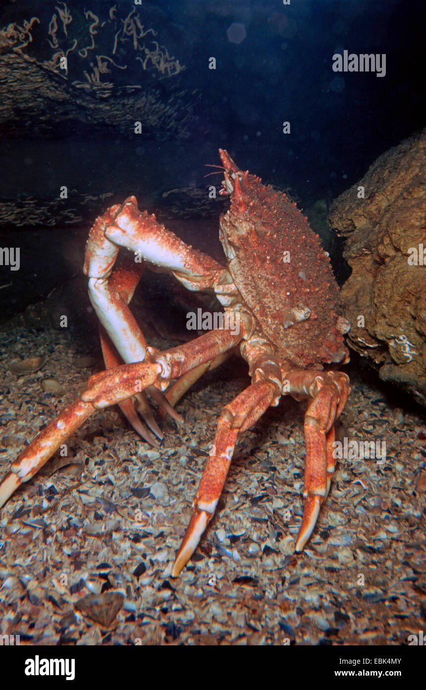 common spider crab, thorn-back spider crab (Maja squinado, Maia squinado), male Stock Photo