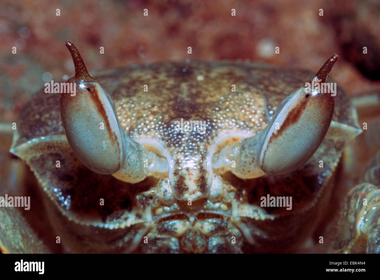 Indo-Pacific ghost crab, horn-eyed ghost crab (Ocypode ceratophthalma), portrait Stock Photo
