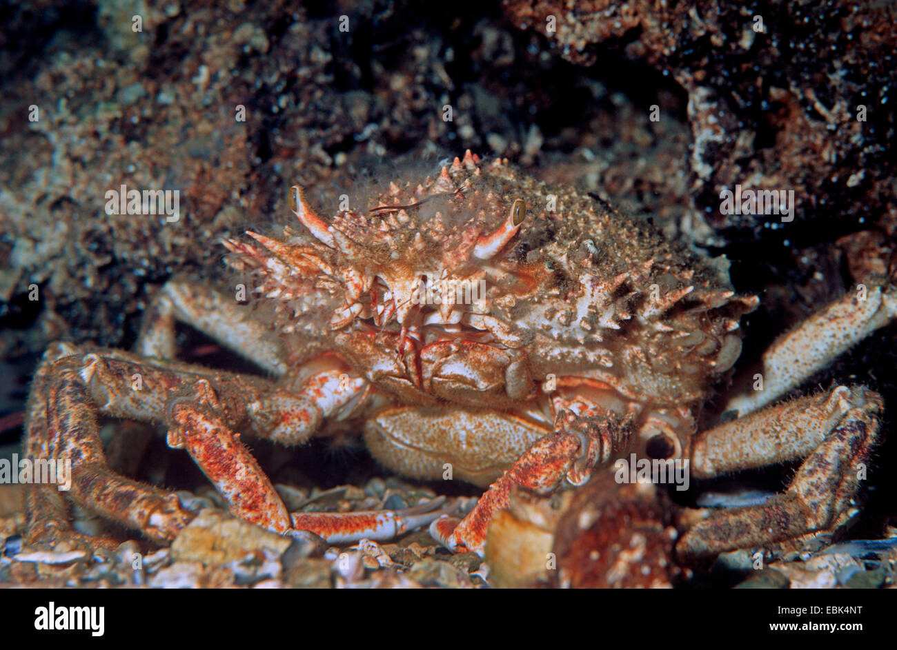 common spider crab, thorn-back spider crab (Maja squinado, Maia squinado), sitting at the reef well camouflaged Stock Photo