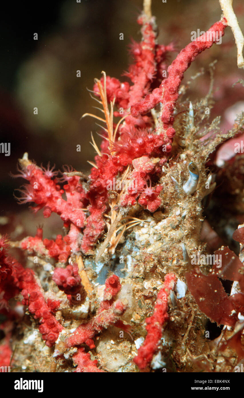 small spider crab, lesser spider crab (Maja verrucosa, Maia verrucosa, Maja crispata), sitting at the reef overgrown and well camouflaged Stock Photo