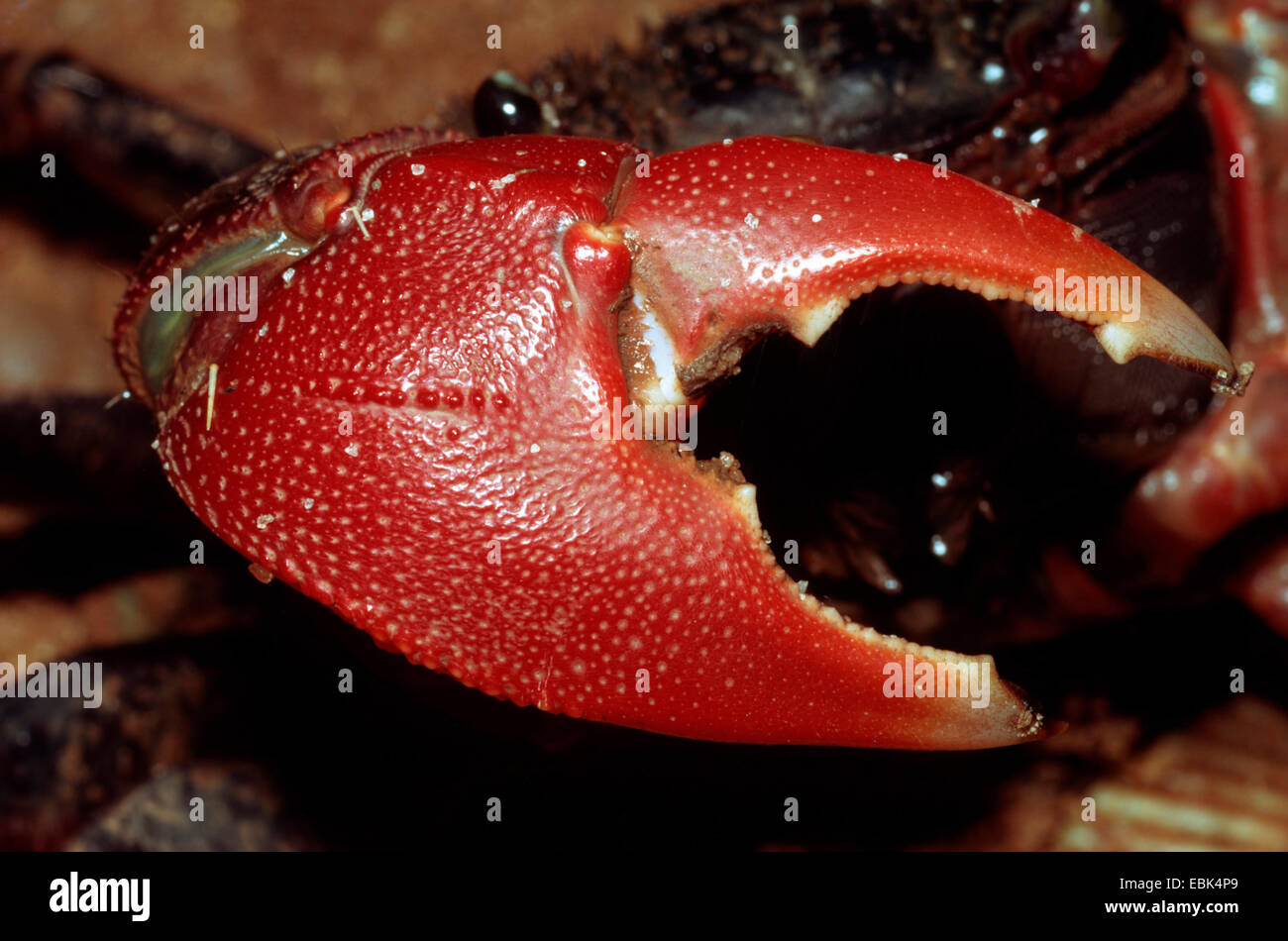 Mangrove Crab (Sesarma meinertii), macro shot of a pincer, Madagascar, Majunga Stock Photo