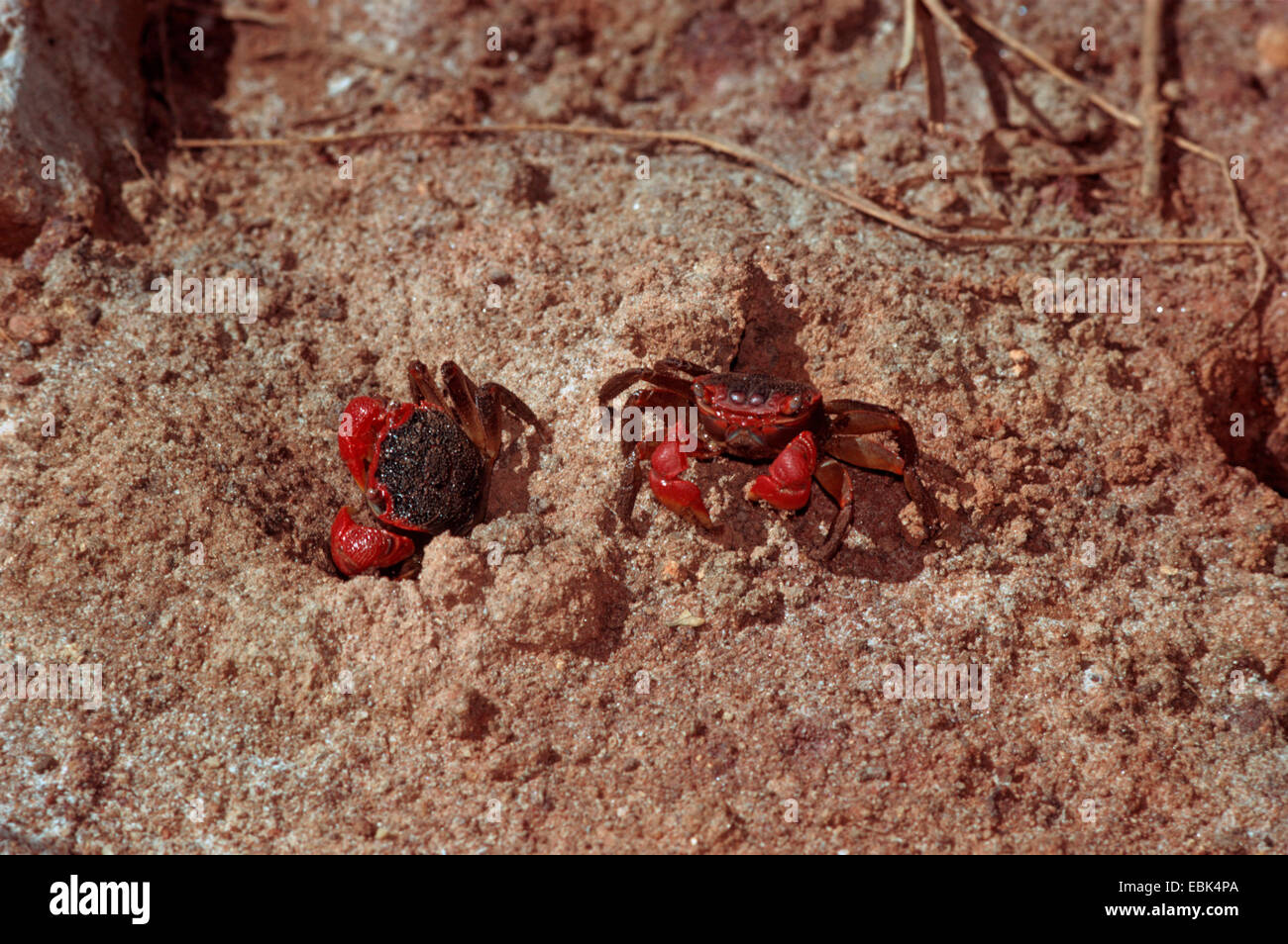Mangrove Crab (Sesarma meinertii), two crabs on sandy slope, Madagascar, Majunga Stock Photo