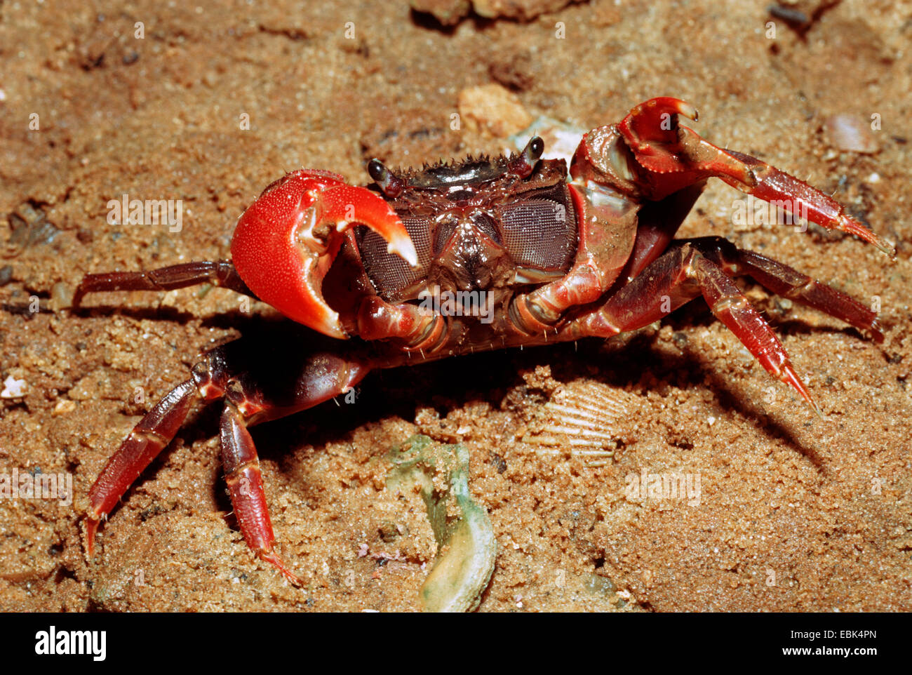 Mangrove Crab (Sesarma meinertii), in defence posture on sandy slope, Madagascar, Majunga Stock Photo