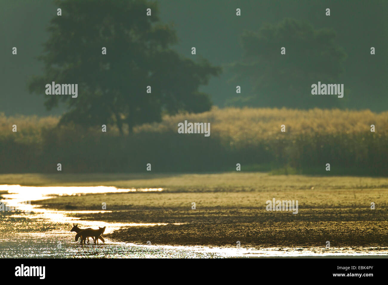 red fox (Vulpes vulpes), Red Foxes in morning light at the shore of a lake, Germany, Saxony, Oberlausitz, Upper Lausitz Heath and Pond Landscape Stock Photo