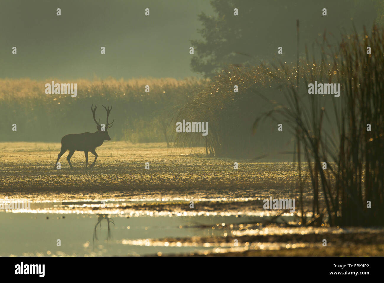 red deer (Cervus elaphus), stag in a water in morning light, Germany, Saxony, Oberlausitz, Upper Lausitz Heath and Pond Landscape Stock Photo