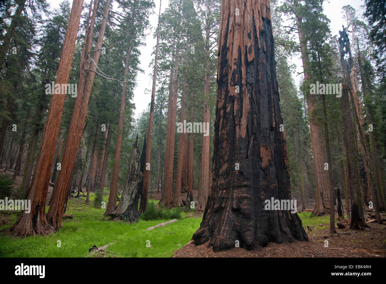 giant sequoia, giant redwood (Sequoiadendron giganteum), trees im Giant Forest , USA, California, Sequoia NP Stock Photo