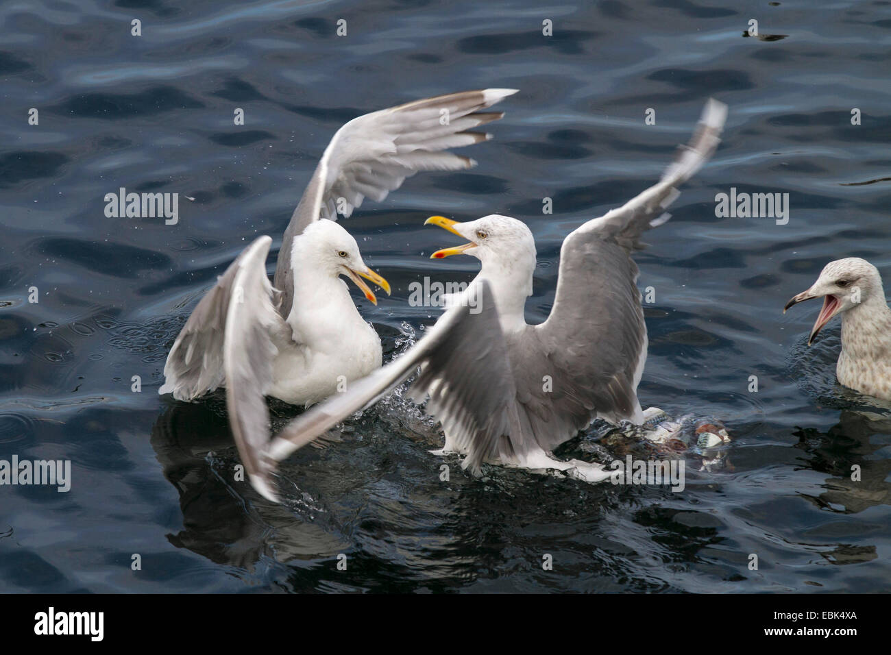 Birds Fighting Pattern Scandinavian birds hi-res stock photography and images - Alamy