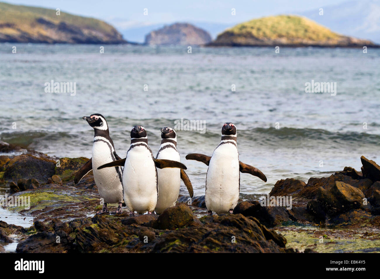 Magellanic penguin (Spheniscus magellanicus), four birds standing side by side at the rock coast, Falkland Islands, West Falklands, Carcass Island Stock Photo