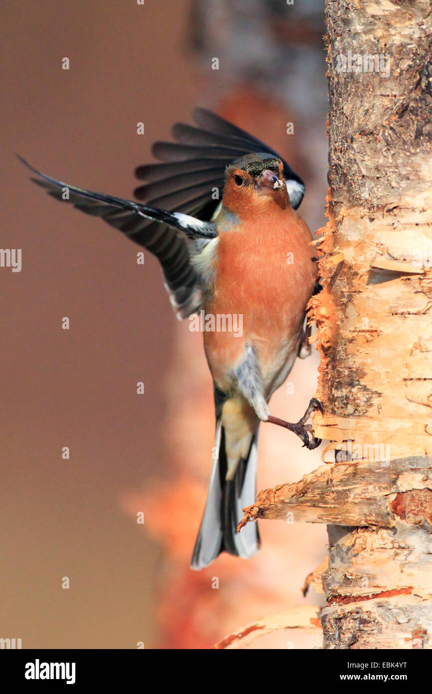 chaffinch (Fringilla coelebs), searching food at birch trunk, United Kingdom, Scotland, Cairngorms National Park Stock Photo