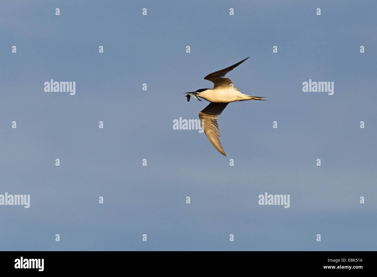 sandwich tern (Sterna sandvicensis, Thalasseus sandvicensis), flying with a caught fish in the beak, Netherlands, Texel Stock Photo