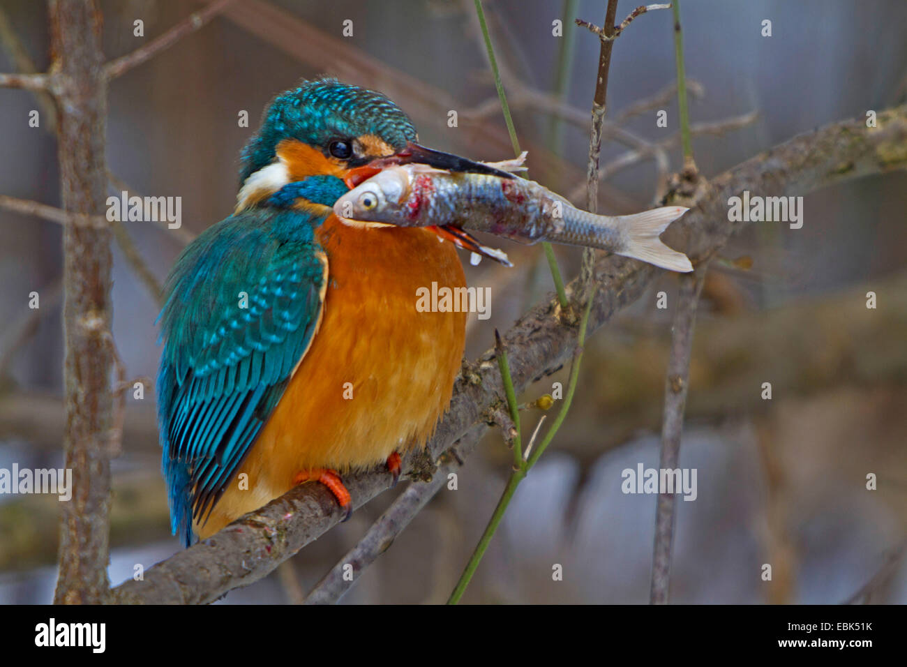 river kingfisher (Alcedo atthis), sitting on branch with frozen fish in the bill, Germany, Bavaria Stock Photo