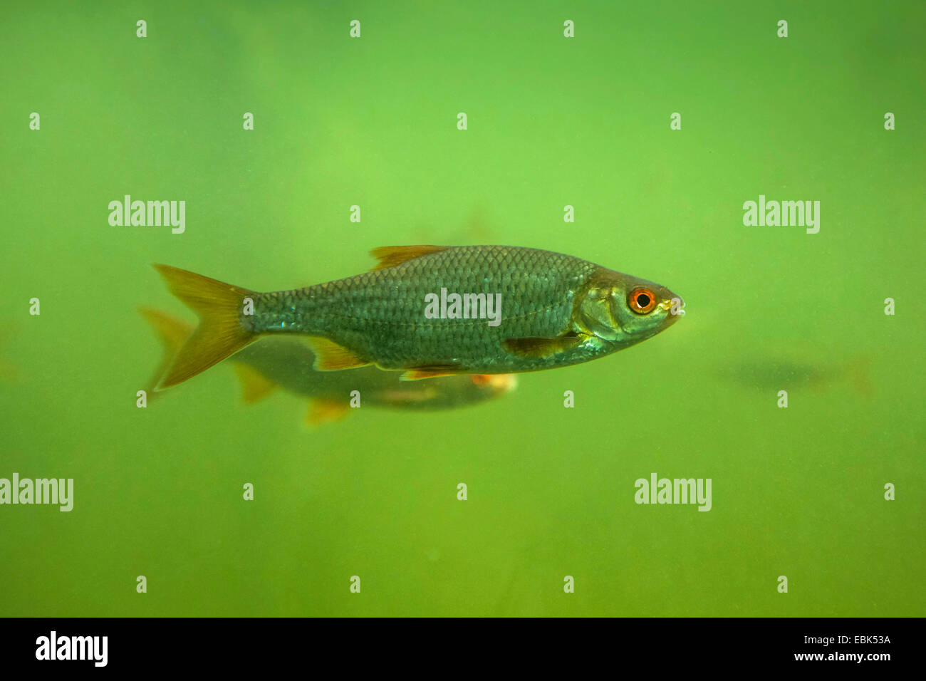 roach, Balkan roach (Rutilus rutilus, Leuciscus rutilus), underwater ...
