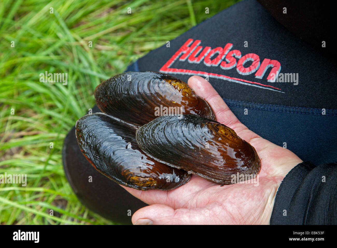 Freshwater pearl mussel pearl hires stock photography and images Alamy