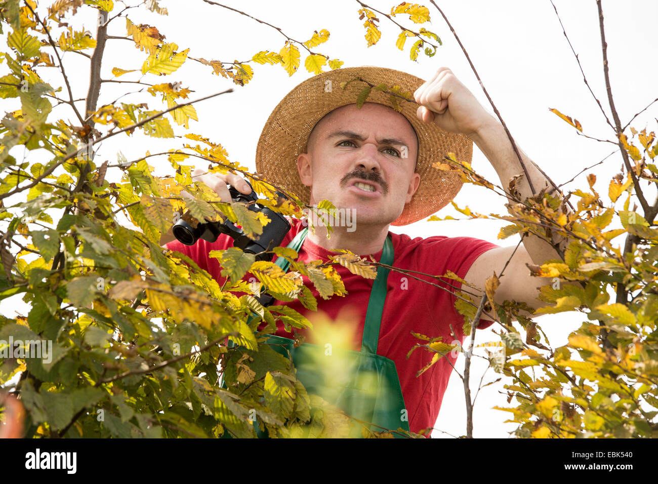 angry gardener offending over the hedge Stock Photo
