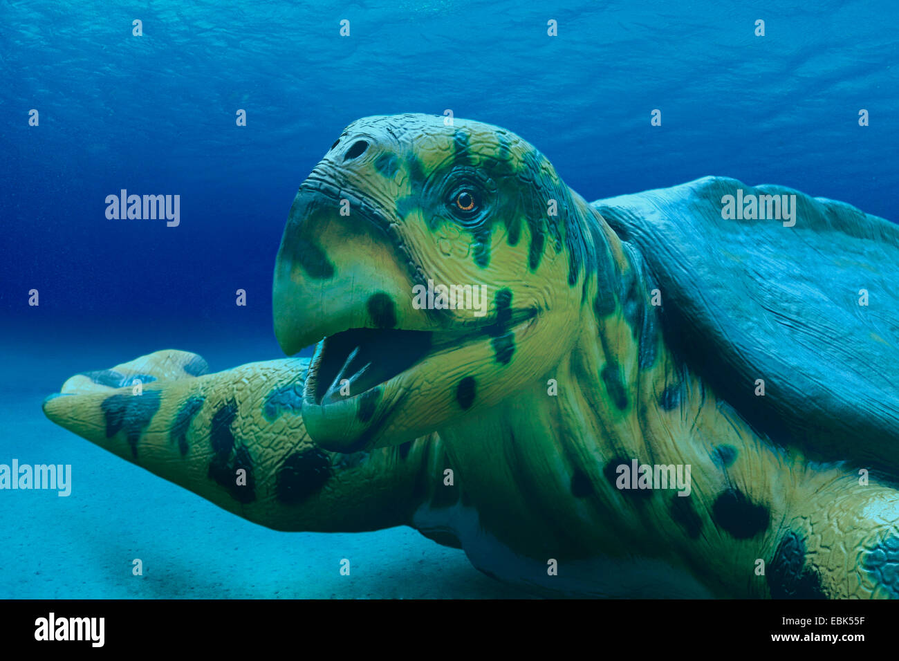 Archelon (Archelon ischyros), portrait under water, largest known seaa turtle, extinct Stock Photo