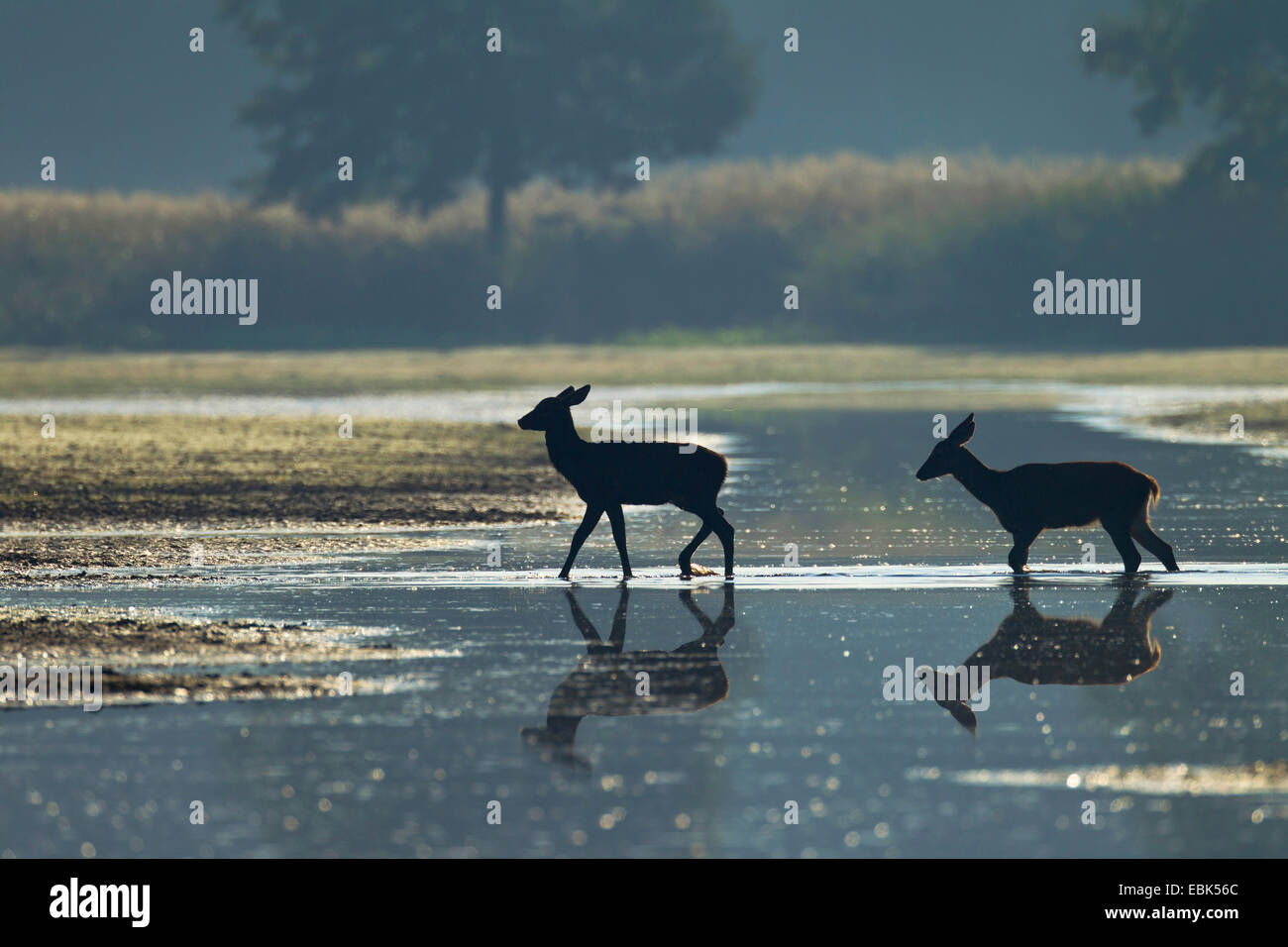 red deer (Cervus elaphus), two fawns crossing a lake in morning light, Germany, Saxony, Oberlausitz, Upper Lausitz Heath and Pond Landscape Stock Photo