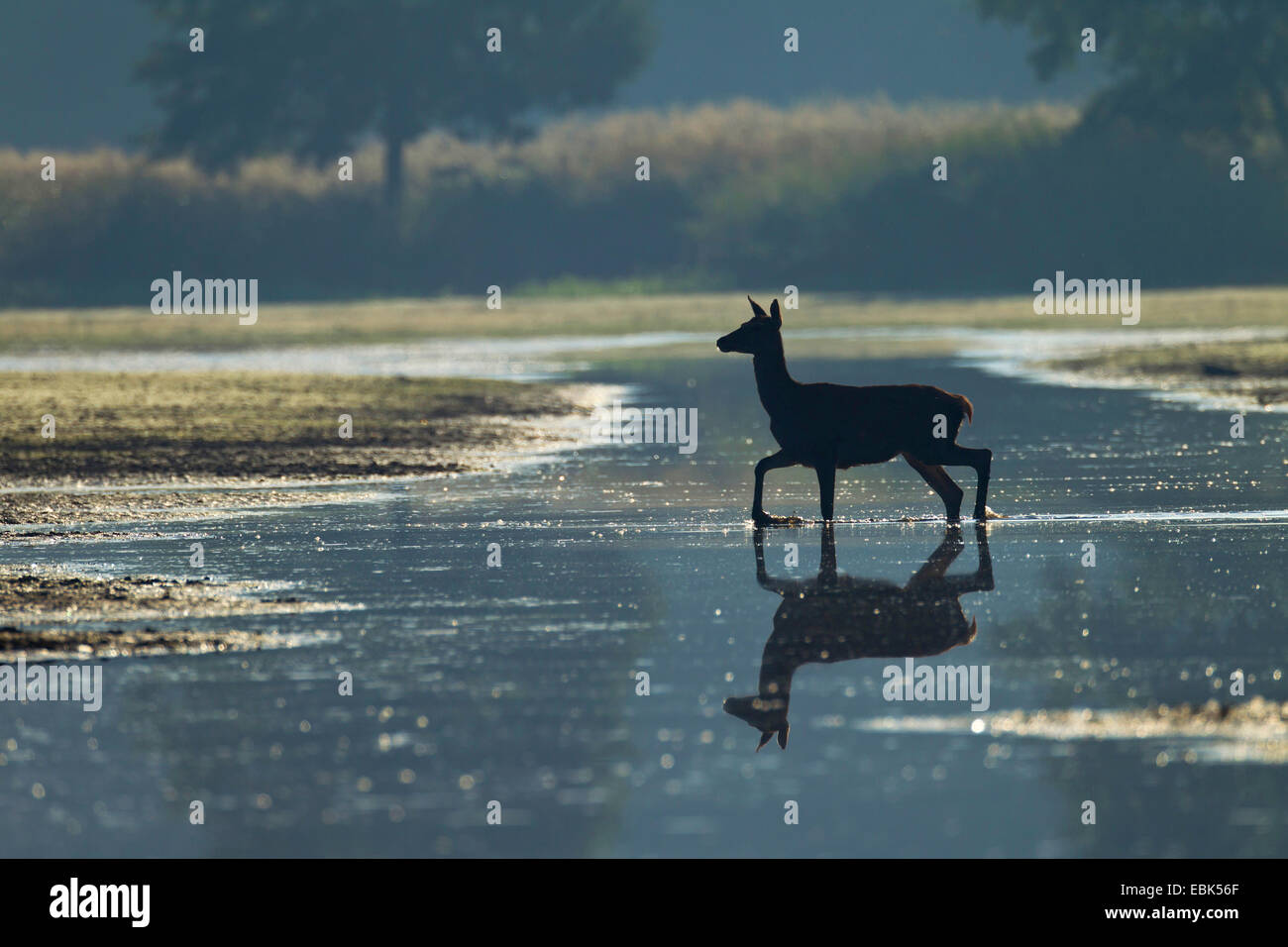 red deer (Cervus elaphus), hind crossing a lake in morning light, Germany, Saxony, Oberlausitz, Upper Lausitz Heath and Pond Landscape Stock Photo