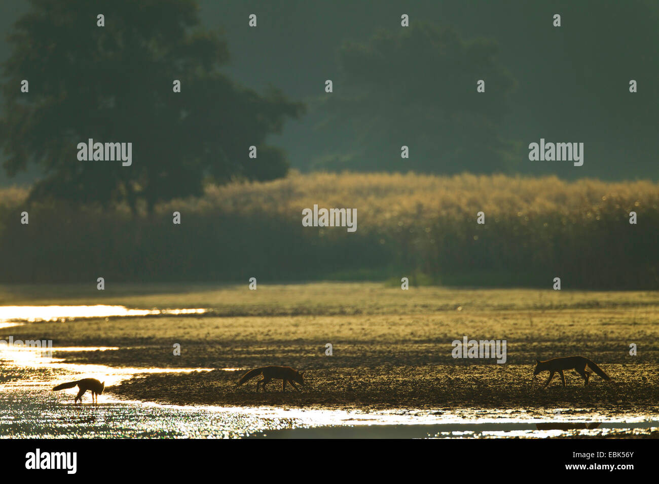 red fox (Vulpes vulpes), Red Foxes in morning light at the shore of a lake, Germany, Saxony, Oberlausitz, Upper Lausitz Heath and Pond Landscape Stock Photo