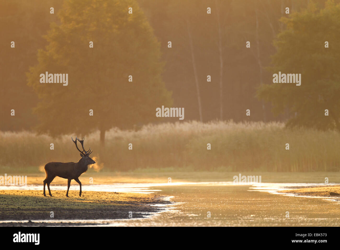 red deer (Cervus elaphus), stag at the shore of a lake in morning light, Germany, Saxony, Oberlausitz, Upper Lausitz Heath and Pond Landscape Stock Photo