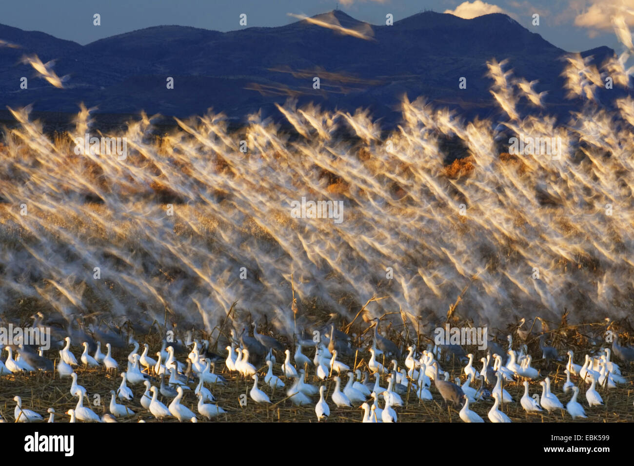 snow goose (Anser caerulescens atlanticus, Chen caerulescens atlanticus), Snowgeese taking off, USA, New Mexico, Bosque del Apache Wildlife Refuge Stock Photo