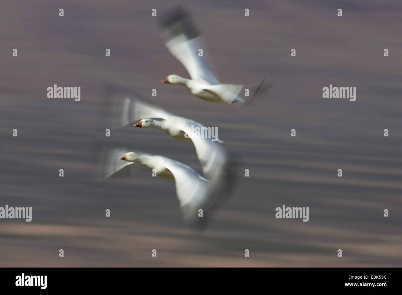 snow goose (Anser caerulescens atlanticus, Chen caerulescens atlanticus), Snow Geese in flight, time exposure, USA, New Mexico, Bosque del Apache Wildlife Refuge Stock Photo
