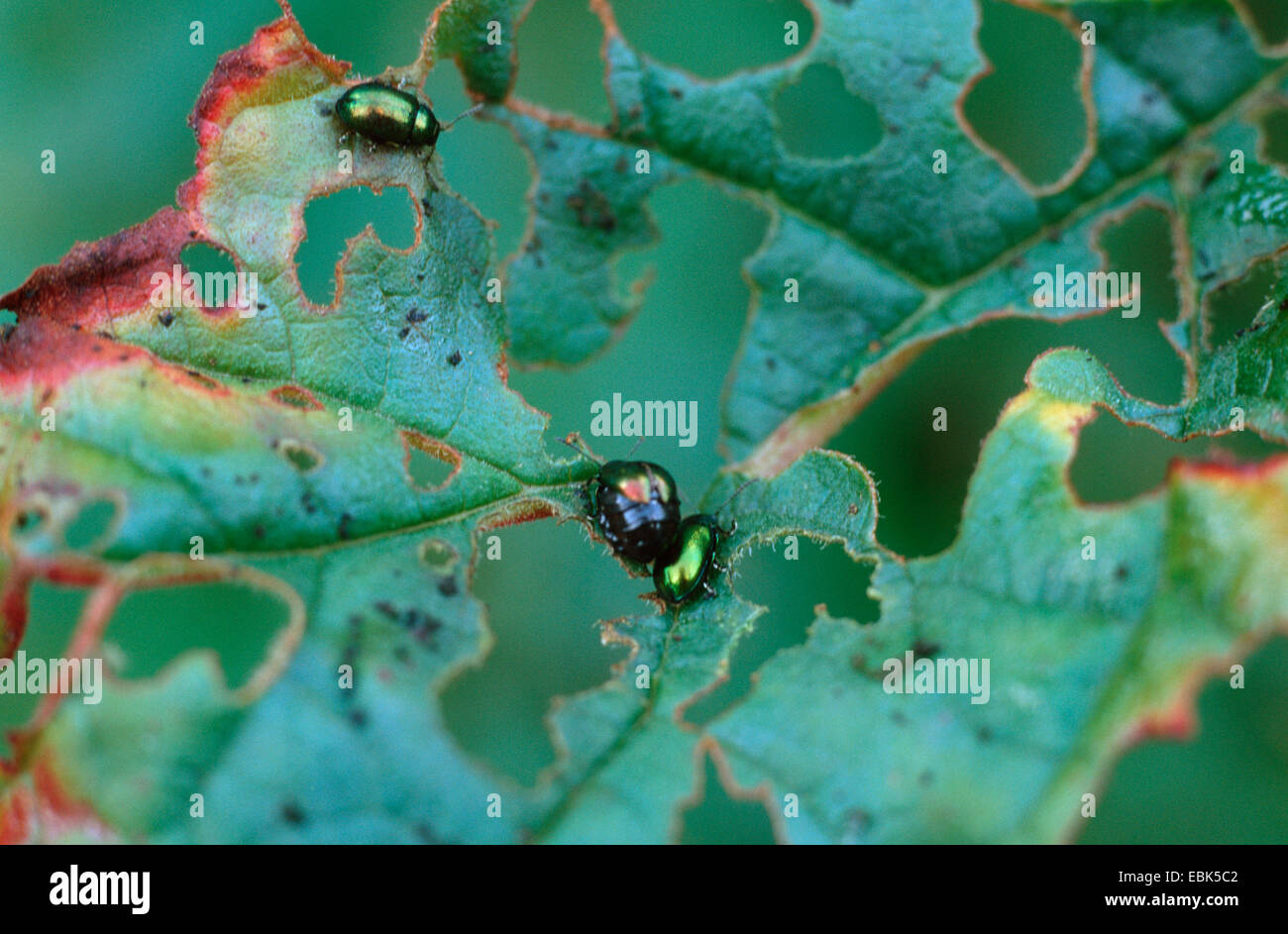 Green dock beetle, Green dock leaf beetle, Green sorrel beetle (Gastrophysa viridula, Gastroidea viridula), pregnant female, damage of leaves of Rheum palmatum, Germany Stock Photo