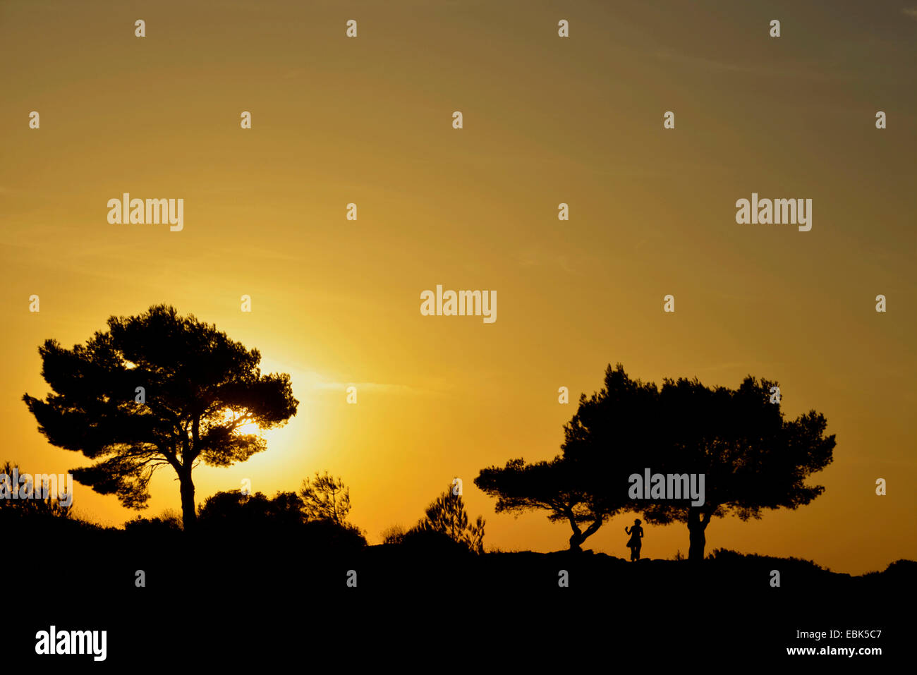Stone pine, Italian Stone pine, Umbrella Pine (Pinus pinea), silhouettes in sunset, France, Provence, Calanques National Park Stock Photo