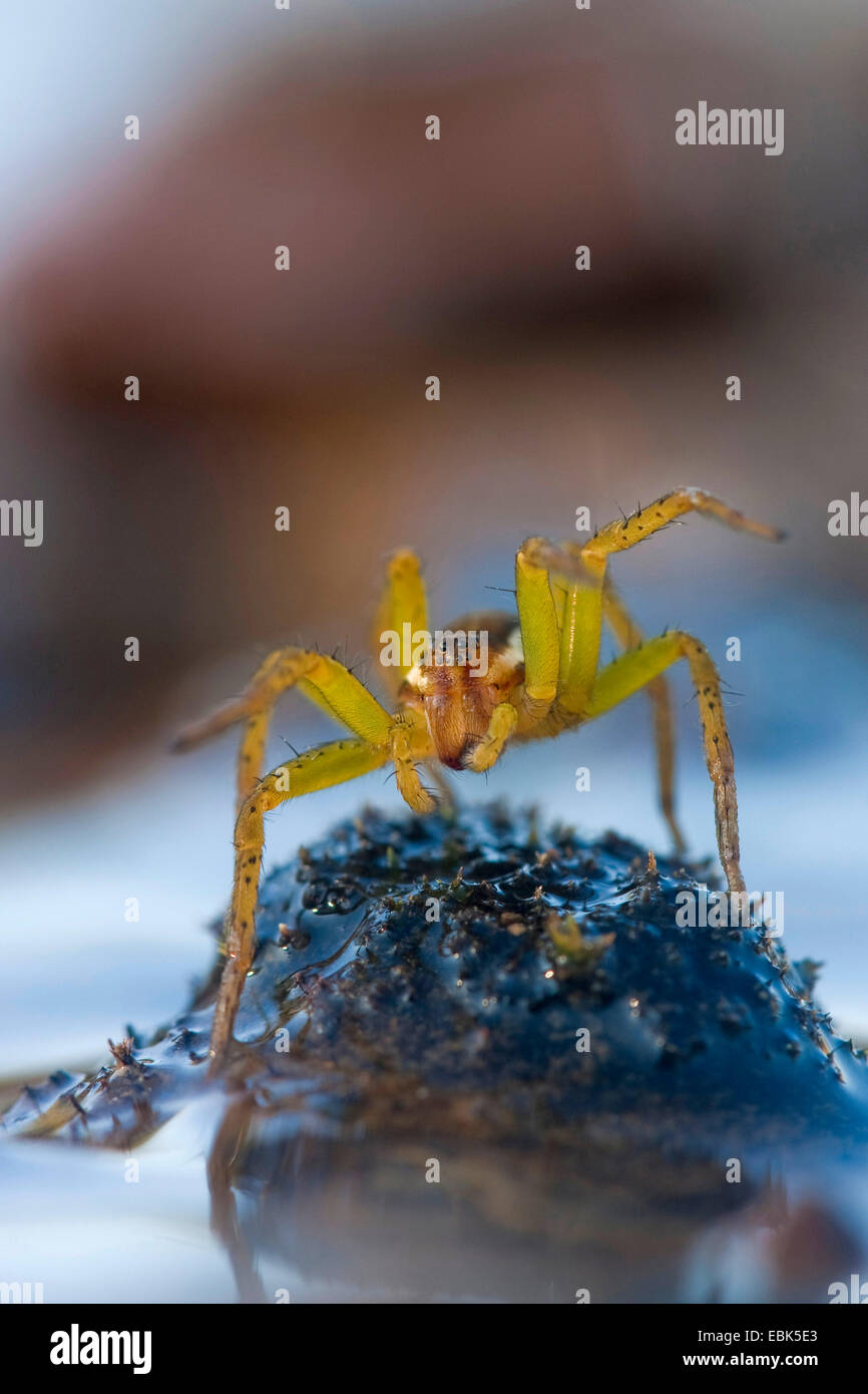 fimbriate fishing spider (Dolomedes fimbriatus), sitting on a mossy elevation in a water, Germany, North Rhine-Westphalia Stock Photo